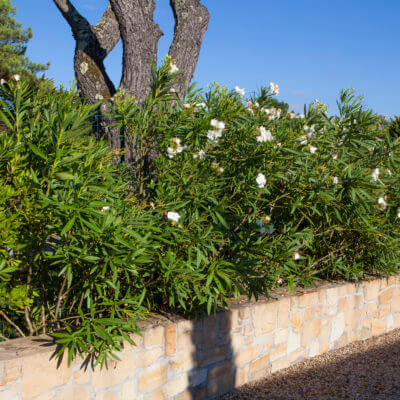 Aménagement jardin moderne Anglet