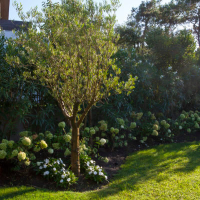 Création plantation jardin Anglet