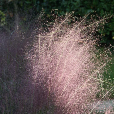 Entretien jardin paysagiste Pays Basque