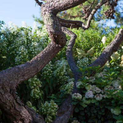 Entretien arbre espaces verts Anglet