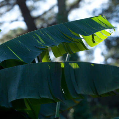 Entretien jardin Biarritz Bidart Pays Basque