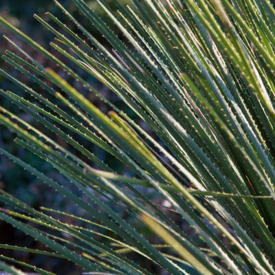 Entretien jardin Ciboure Paysagiste