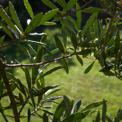 Création entretien de jardins paysagiste Bayonne