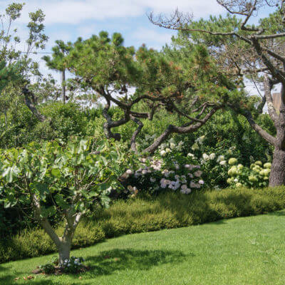 Entretien plantation jardinier Anglet