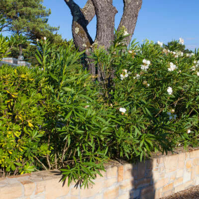 Mur pierres jardin Anglet