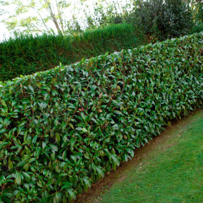 Plantation création jardin Pays Basque