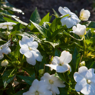 Plantation entretien jardin Biarritz