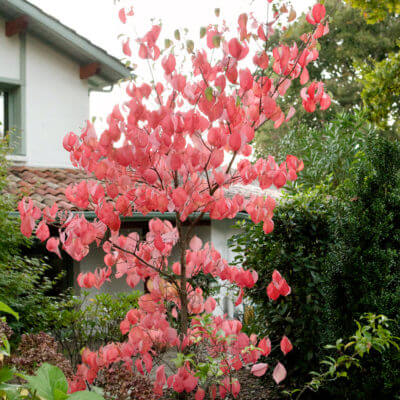 Plantation jardin extérieur Bassussary