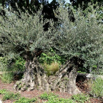 jardinier Biarritz plantation olivier Pays Basque