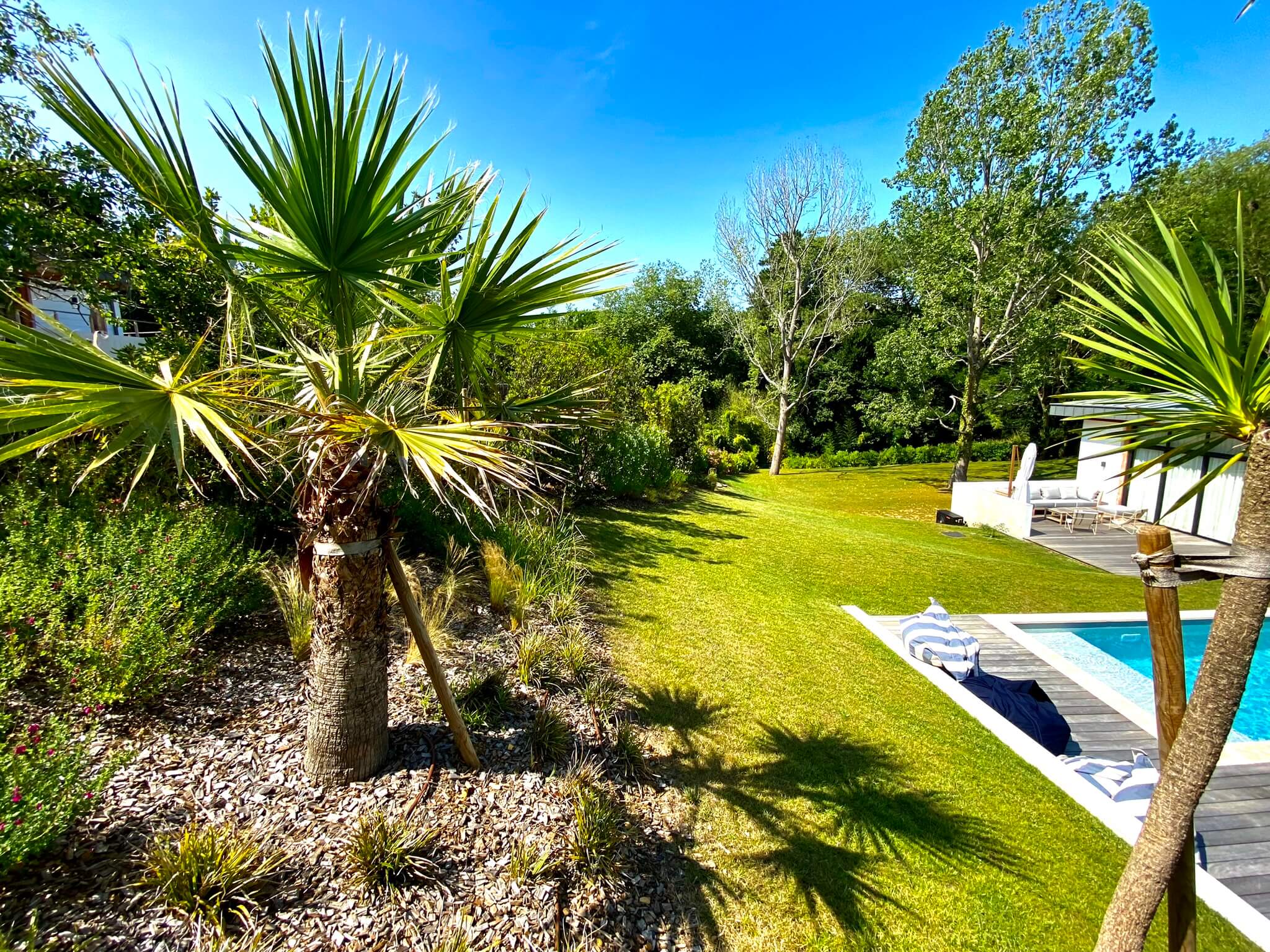 jardin avec piscine et palmier