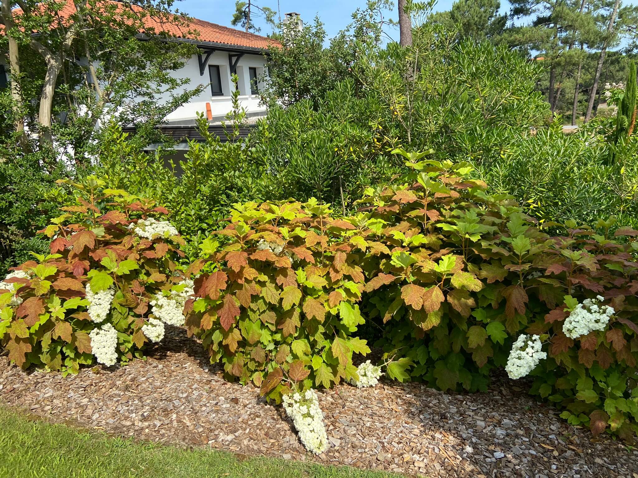 plantes grimpantes vis-à-vis