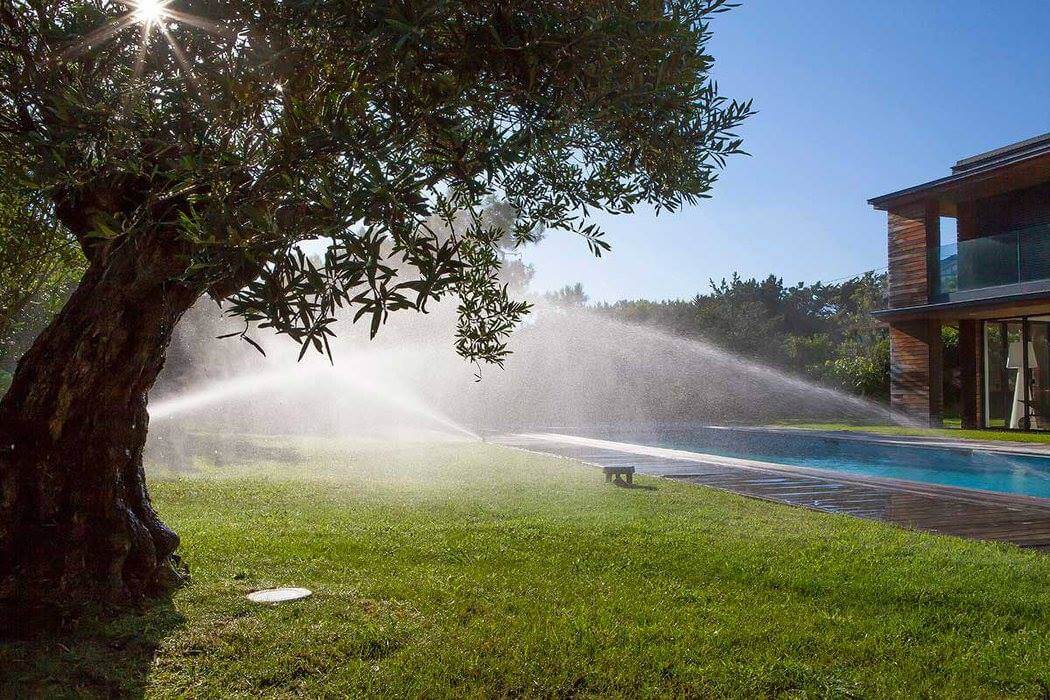 Jardin arrosé avec arbre